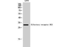 Western Blotting (WB) image for anti-Olfactory Receptor, Family 8, Subfamily K, Member 3 (OR8K3) (C-Term) antibody (ABIN3186202) (OR8K3 Antikörper  (C-Term))