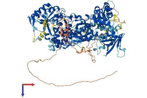 PLCL1 Protein (AA 1-1096) (His tag)