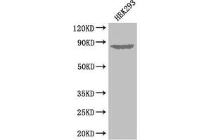 Western Blot Positive WB detected in: HEK293 whole cell lysate All lanes: EXT1 antibody at 3. (EXT1 Antikörper  (AA 28-171))
