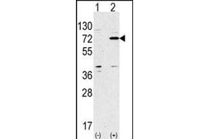 Western blot analysis of anti-ATG7 Antibody (Center) Pab (ABIN388521 and ABIN2849641) in 293 cell line lysates transiently transfected with the ATG7 gene (2 μg/lane). (ATG7 Antikörper  (AA 284-313))