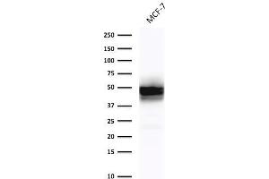 Western Blot Analysis of MCF-7cell lysate using Cytokeratin 18 Mouse Monoclonal Antibody (DE-K18). (Cytokeratin 18 Antikörper)