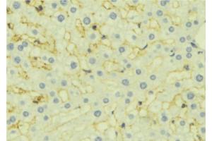 ABIN6277114 at 1/100 staining Mouse liver tissue by IHC-P. (VEGFB Antikörper  (Internal Region))