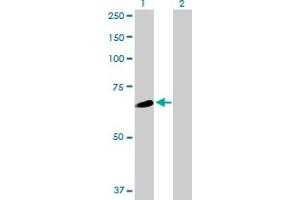 Western Blot analysis of WDR16 expression in transfected 293T cell line by WDR16 MaxPab polyclonal antibody. (WDR16 Antikörper  (AA 1-620))