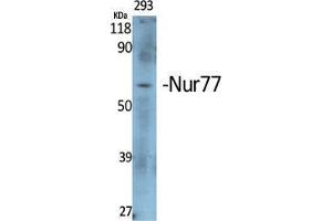 Western Blot (WB) analysis of specific cells using Nur77 Polyclonal Antibody. (NR4A1 Antikörper  (Ser474))