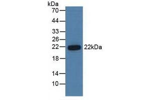 Figure. (PSMB6 Antikörper  (AA 2-239))
