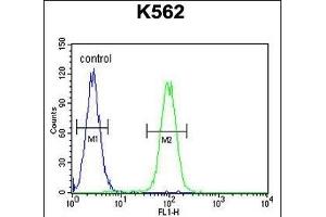 DDX11 Antibody (C-term) (ABIN655503 and ABIN2845019) flow cytometric analysis of K562 cells (right histogram) compared to a negative control cell (left histogram). (DDX11 Antikörper  (C-Term))