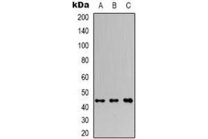 Western blot analysis of RagC expression in Jurkat (A), A549 (B), HEK293T (C) whole cell lysates. (GTR2 Antikörper  (C-Term))