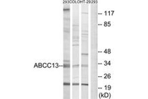 Western blot analysis of extracts from 293/COLO/HT-29 cells, using ABCC13 Antibody. (ABCC13 Antikörper  (AA 56-105))