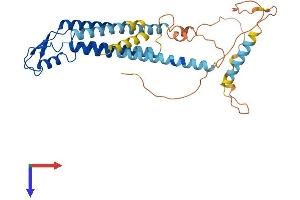 Cx40/GJA5 Protein (AA 1-358) (His tag)
