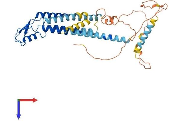 Cx40/GJA5 Protein (AA 1-358) (His tag)