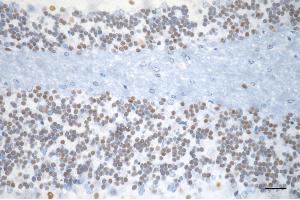 Immunohistochemistry was performed on paraffin-embedded mouse brain using myocyte enhancer factor 2A antibody (ABIN7799515), 1:200). (Rekombinanter MEF2A Antikörper)
