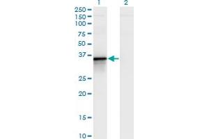 Western Blot analysis of BCL2L14 expression in transfected 293T cell line by BCL2L14 monoclonal antibody (M02), clone 1D11. (BCL2L14 Antikörper  (AA 1-327))