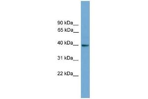 GNAI3 antibody used at 0. (GNAI3 Antikörper  (N-Term))