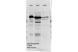 Western blot for anti-Transportin1 on HeLa cell extracts (Transportin 1 Antikörper)