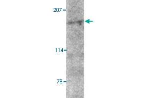 Western blot analysis of AMBRA1 in mouse brain tissue lysate with AMBRA1 polyclonal antibody  at 2 ug/mL .