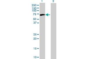 Western Blot analysis of CPNE3 expression in transfected 293T cell line by CPNE3 MaxPab polyclonal antibody. (Copine III Antikörper  (AA 1-537))
