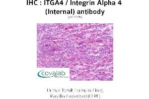 Image no. 2 for anti-Integrin alpha 4 (ITGA4) (Internal Region) antibody (ABIN1736071) (ITGA4 Antikörper  (Internal Region))