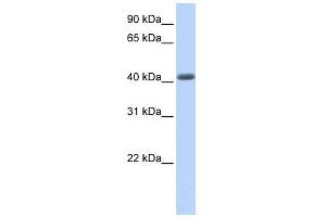 LRRC2 antibody used at 1 ug/ml to detect target protein.