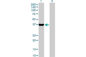 Western Blot analysis of AKR1C4 expression in transfected 293T cell line by AKR1C4 MaxPab polyclonal antibody.