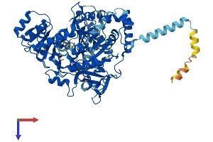 ACSL1 Protein (AA 1-698) (His tag)