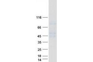Western Blotting (WB) image for CD16 (CD16) (Transcript Variant 1) protein (Myc-DYKDDDDK Tag) (ABIN2713448)