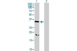 Western Blot analysis of SNX11 expression in transfected 293T cell line by SNX11 MaxPab polyclonal antibody. (SNX11 Antikörper  (AA 1-270))