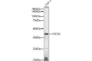 Western blot analysis of extracts of THP-1 cells, using CXCR2 antibody (ABIN1680461, ABIN3017662, ABIN3017663 and ABIN6220198) at 1:1000 dilution. (CXCR2 Antikörper)