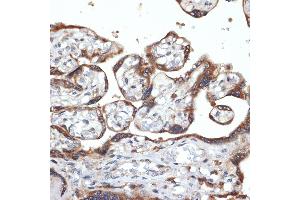 Immunohistochemistry of paraffin-embedded human placenta using FGFR4 Rabbit mAb (ABIN7267193) at dilution of 1:100 (40x lens). (FGFR4 Antikörper)
