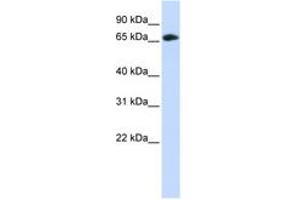 Image no. 1 for anti-DDB1 and CUL4 Associated Factor 4 (DCAF4) (C-Term) antibody (ABIN6743821) (DCAF4 Antikörper  (C-Term))