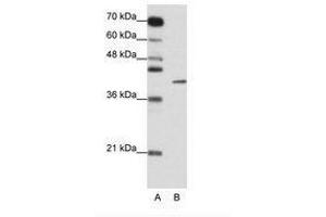 Image no. 1 for anti-Zinc Finger Protein 42 (ZFP42) (N-Term) antibody (ABIN6736154)