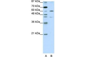 Western Blotting (WB) image for anti-Zinc Finger Protein 496 (ZNF496) antibody (ABIN2461953) (ZNF496 Antikörper)