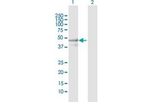 Western Blot analysis of YARS2 expression in transfected 293T cell line by YARS2 MaxPab polyclonal antibody. (YARS2 Antikörper  (AA 1-477))