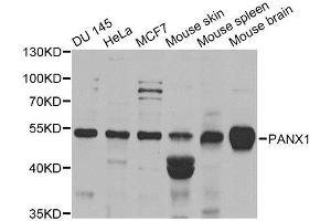 Western blot analysis of extracts of various cell lines, using PANX1 antibody. (PANX1 Antikörper  (AA 50-150))