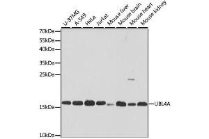 Western blot analysis of extracts of various cell lines, using UBL4A antibody. (UBL4A Antikörper)