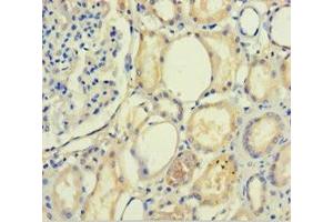 Immunohistochemistry of paraffin-embedded human kidney tissue using ABIN7168739 at dilution of 1:100