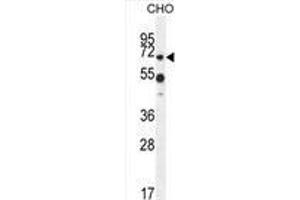 ZUFSP Antibody (N-term) western blot analysis in CHO cell line lysates (35 µg/lane). (ZUFSP Antikörper  (N-Term))