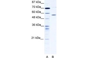 Western Blotting (WB) image for anti-Chaperonin Containing TCP1, Subunit 4 (Delta) (CCT4) antibody (ABIN2460902) (CCT4 Antikörper)