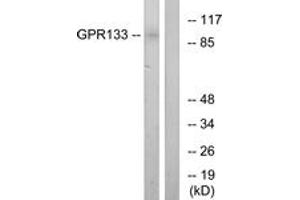 Western blot analysis of extracts from COS7 cells, using GPR133 Antibody. (G Protein-Coupled Receptor 133 Antikörper  (AA 461-510))