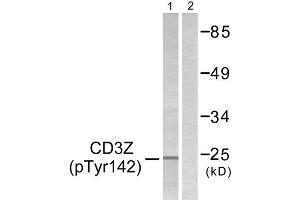 Western Blotting (WB) image for anti-CD247 Molecule (CD247) (pTyr142) antibody (ABIN1847268)