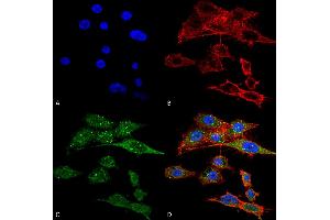 Immunocytochemistry/Immunofluorescence analysis using Rabbit Anti-Rubicon Polyclonal Antibody . (Rubicon Antikörper  (N-Term) (PE))