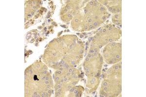 Immunohistochemistry (IHC) image for anti-ATG7 Autophagy Related 7 (ATG7) (AA 500-676) antibody (ABIN3021091)