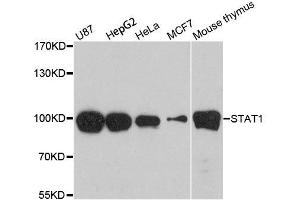 Western blot analysis of extracts of various cell lines, using STAT1 antibody. (STAT1 Antikörper  (AA 650-750))