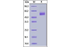 SDS-PAGE (SDS) image for Interleukin 13 (IL13) (AA 21-132) (Active) protein (Fc Tag) (ABIN6938841)