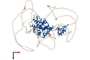 Glucocorticoid Receptor Protein (AA 1-777) (His tag)