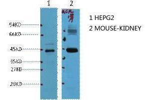 Western Blot (WB) analysis of 1) HepG2, 2) Mouse Kidney, diluted at 1:1000. (AMACR Antikörper)