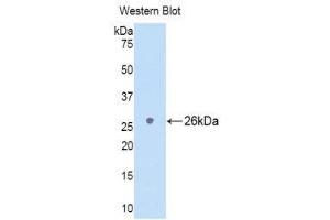 Western Blotting (WB) image for anti-Lymphocyte Antigen 9 (CD229) (AA 2-212) antibody (ABIN1174910)
