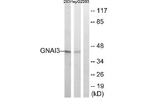 Western blot analysis of extracts from HepG2 and 293cells, using GNAI3 antibody.