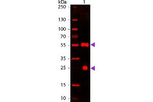 Western blot of 680 conjugated Donkey Anti-Sheep IgG Pre-Adsorbed secondary antibody. (Esel anti-Schaf IgG Antikörper (DyLight 680) - Preadsorbed)