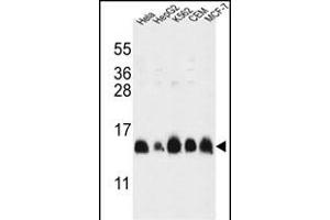 HIST1H2AL Antibody (C-term) (ABIN651090 and ABIN2840066) western blot analysis in HL-60,HepG2,K562,CEM,MCF-7 cell line lysates (35 μg/lane). (HIST1H2AL Antikörper  (C-Term))
