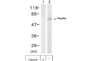 Image no. 1 for anti-Paxillin (PXN) (Tyr88) antibody (ABIN401644) (Paxillin Antikörper  (Tyr88))